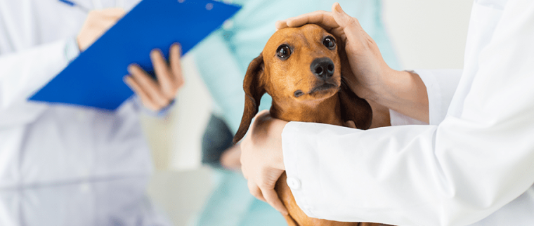 Chien chez le vétérinaire